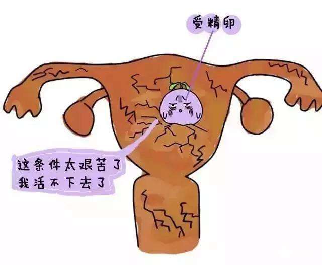 女性子宫里面的环境对试管婴儿有着什么直接的影响