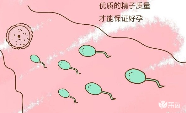 好孕分等级，B级精子达这个正常标准“孕路”无阻