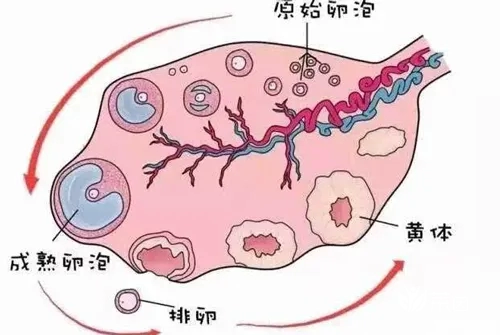 窦卵泡计数检查方法全攻略分享！