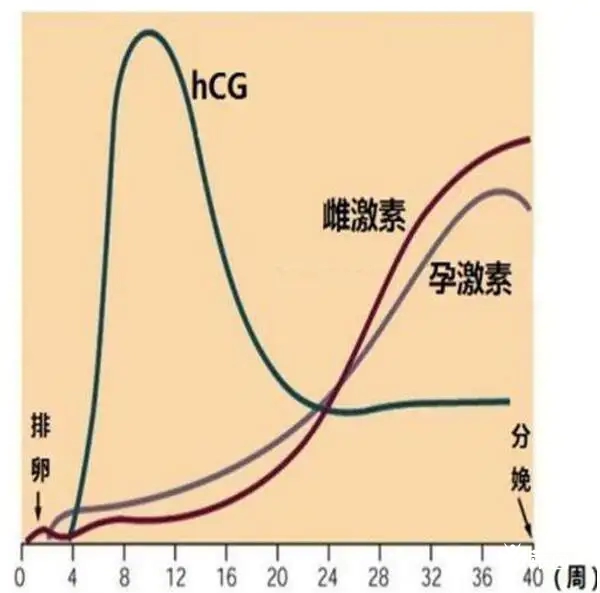 怀孕早期hcg值是成倍增加的