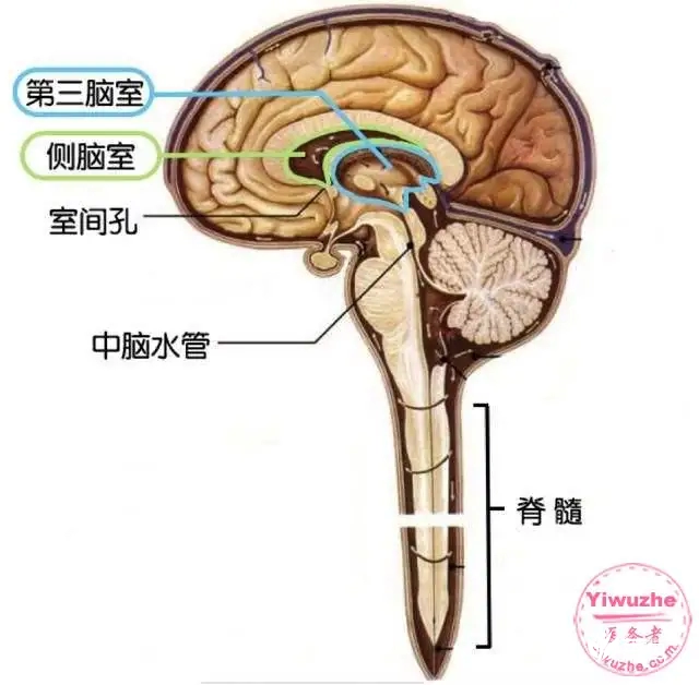 身患侧脑室增宽的患者要注意忌烟草